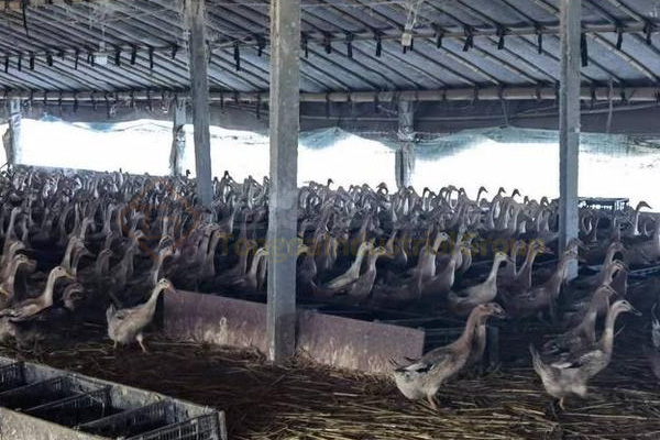 牛糞制作有機(jī)肥的過程，牛糞有機(jī)肥生產(chǎn)工藝流程