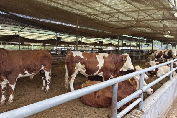 年產(chǎn)5000噸粉狀牛糞有機(jī)肥生產(chǎn)線什么價格?投資多少錢成本?