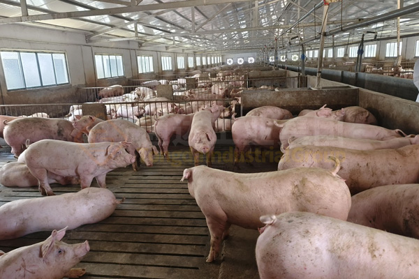 豬糞如何制成顆粒有機肥?豬糞有機肥造粒設(shè)備有哪些?