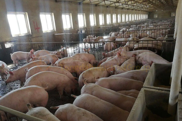 豬糞粉狀成套有機(jī)肥設(shè)備