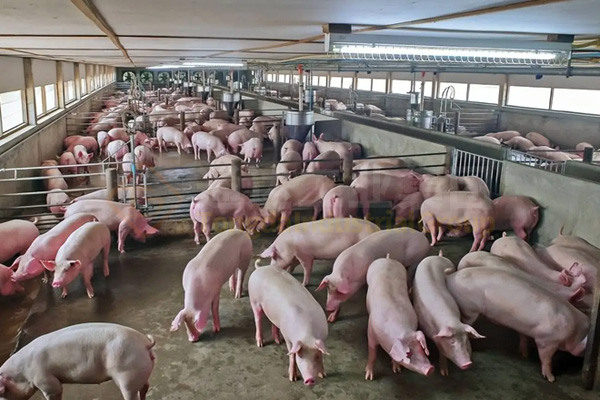 中小型養(yǎng)豬場(chǎng)的豬糞怎么處理?豬糞有機(jī)肥生產(chǎn)線怎么建?需要多少錢?