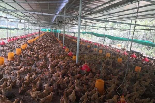 青海西寧市統籌推進畜禽養(yǎng)殖污染專項整治