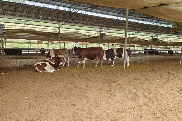 牛糞加工有機(jī)肥設(shè)備廠家報價，牛糞有機(jī)肥需要的加工設(shè)備有哪些